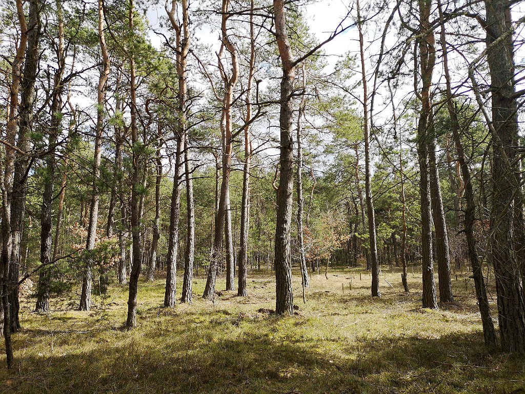 142_p20_IMG_20190320_123326.jpg - rrem