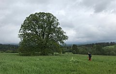 118_iP_200617_IMG_1153