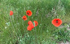 009_iP_210615_IMG_2600