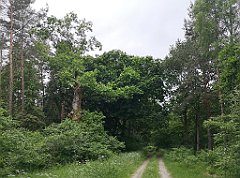 128_p20_IMG_20210615_110725