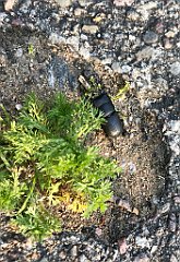 547_iP_210615_IMG_2785