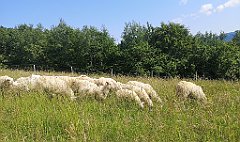 037_p20_IMG_20230619_095630