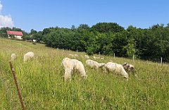 038_p20_IMG_20230619_095633